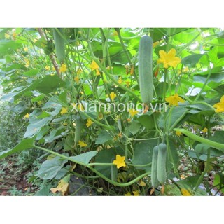 HẠT GIỐNG DƯA LEO LAI F1