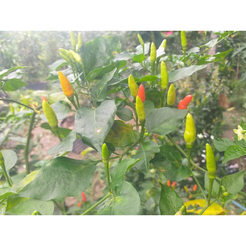 Hạt ớt giống hiểm xiêm thái