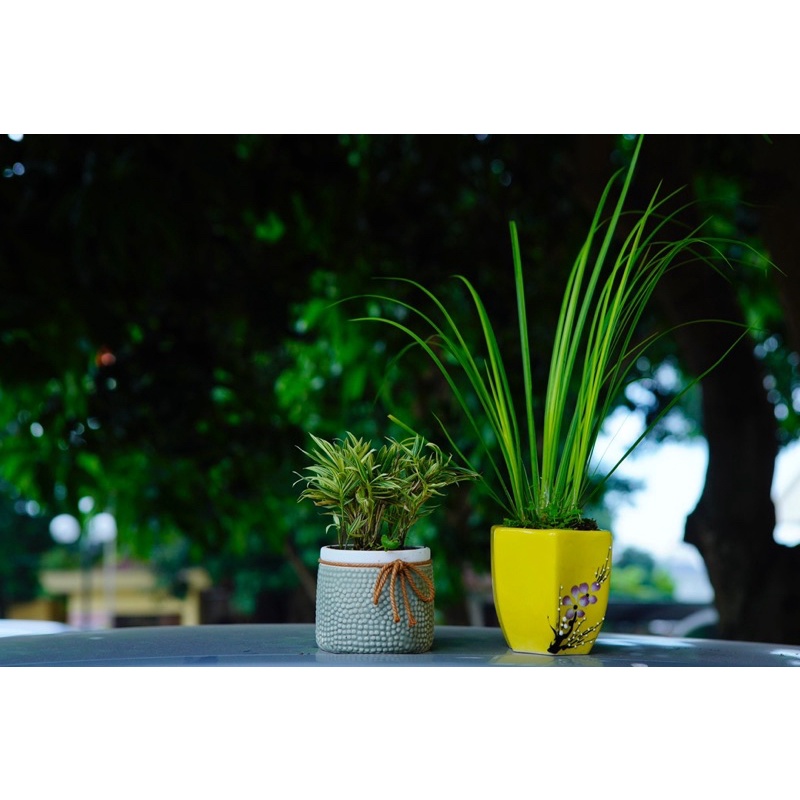 Trúc phát tài, trúc tăm, trúc để bàn trà, trúc để văn phòng