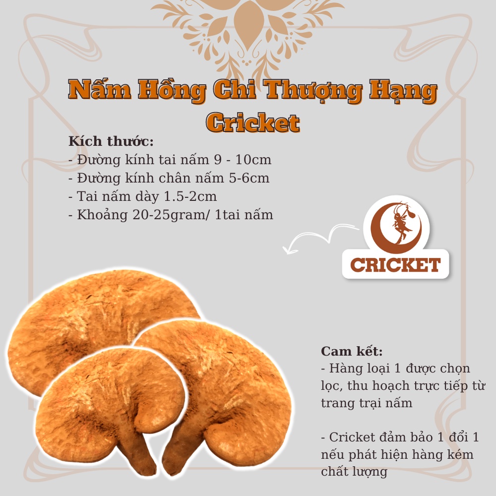 NẤM HỒNG CHI THƯỢNG HẠNG (1 Tai Nấm Hút Chân Không) - Quà Tặng, Quà Biếu Bồi Bổ Sức Khỏe-Nguyên Liệu Trà Sữa CRICKET