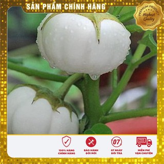 Hạt giống cà đĩa trắng