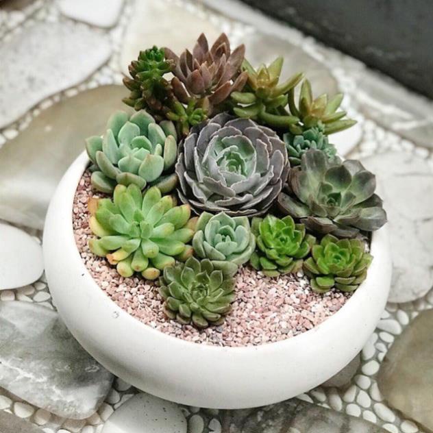 Hạt Giống Sen Đá Mix Nhiều Loại  - MUA 3 TẶNG 1 CÙNG LOẠI KHUYẾN MẠI TRONG 1 NGÀY