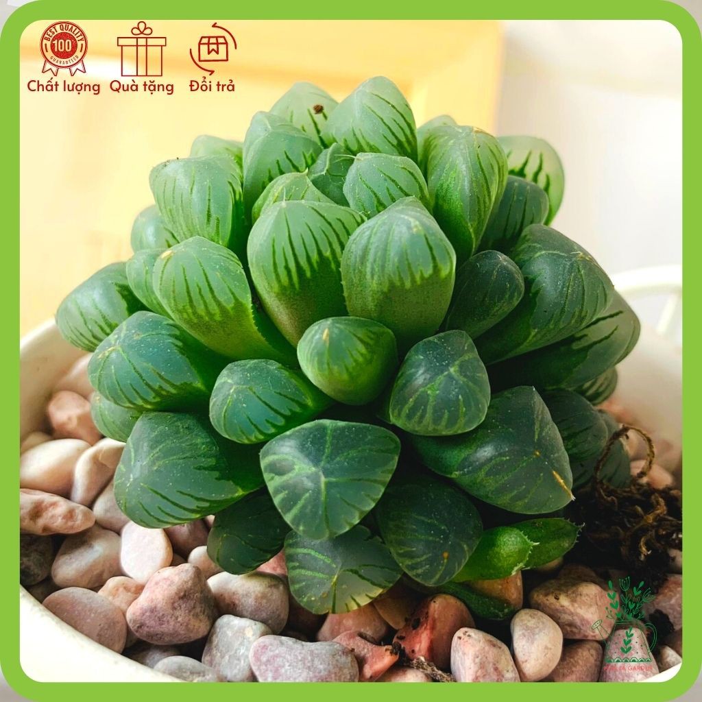 Sen đá kim cương haworthia cooperi lá hạt nhỏ (size 5cm, tặng đất trồng)