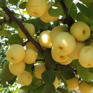 Cây giống lê vàng nhập khẩu hàn quốc