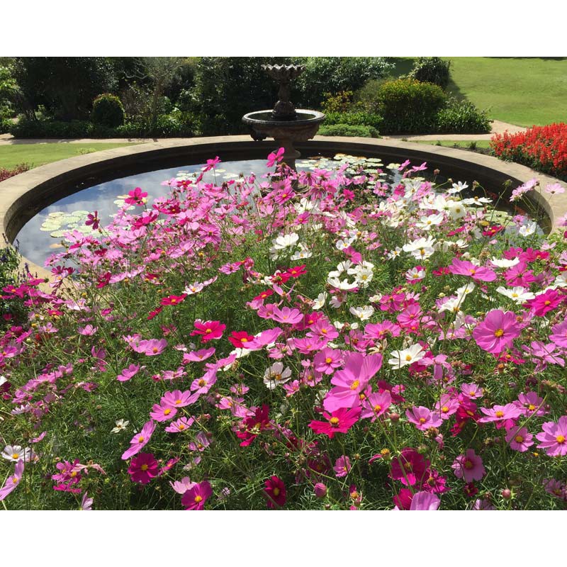 Hạt Giống Sao Nháy Mix - 50 Hạt