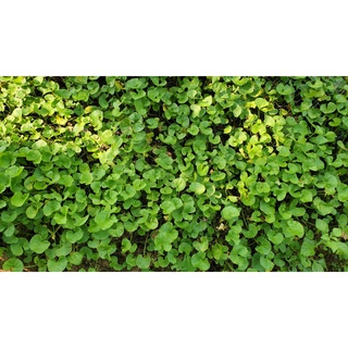 Rau má lá nhỏ