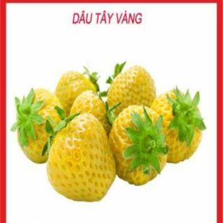 HẠT GIỐNG DÂU TÂY VÀNG 100 HẠT