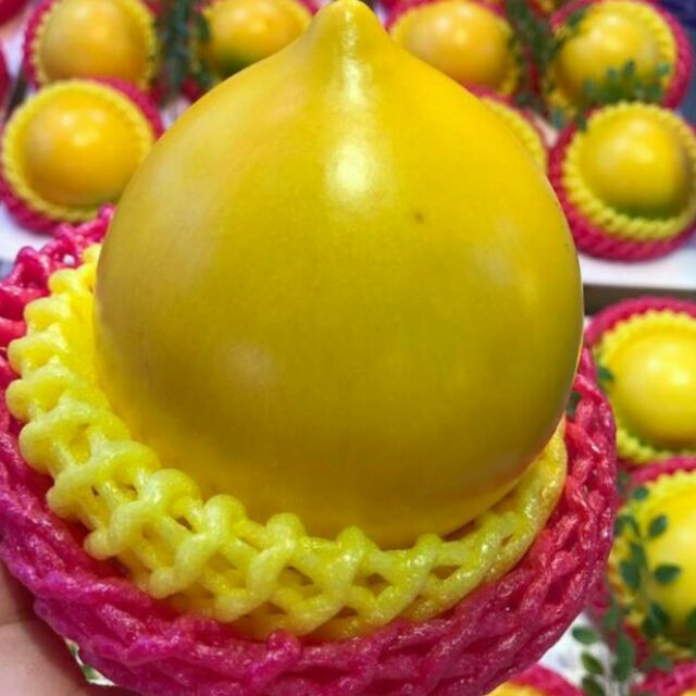 Cây vú sữa hoàng kim