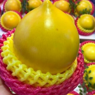 Cây vú sữa hoàng kim