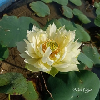 Củ sen mini Snow White (Biển tuyết)