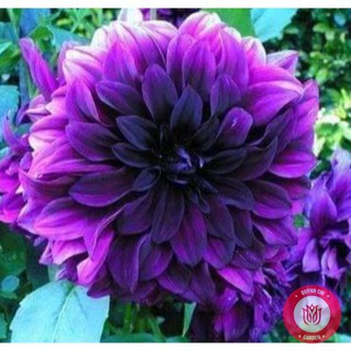 Củ Giống Thược Dược Ngoại Giống Hoa