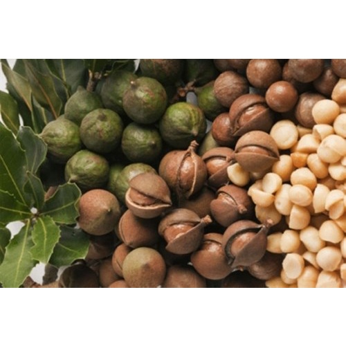 MẮC CA SAI TO ĐẮKLẮC LOẠI 1 500G