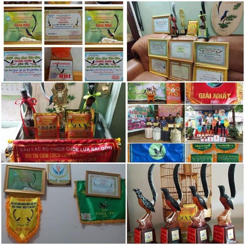 Cám Chích Chòe Dưỡng và Thay Lông Phú Vinh Cao Cấp