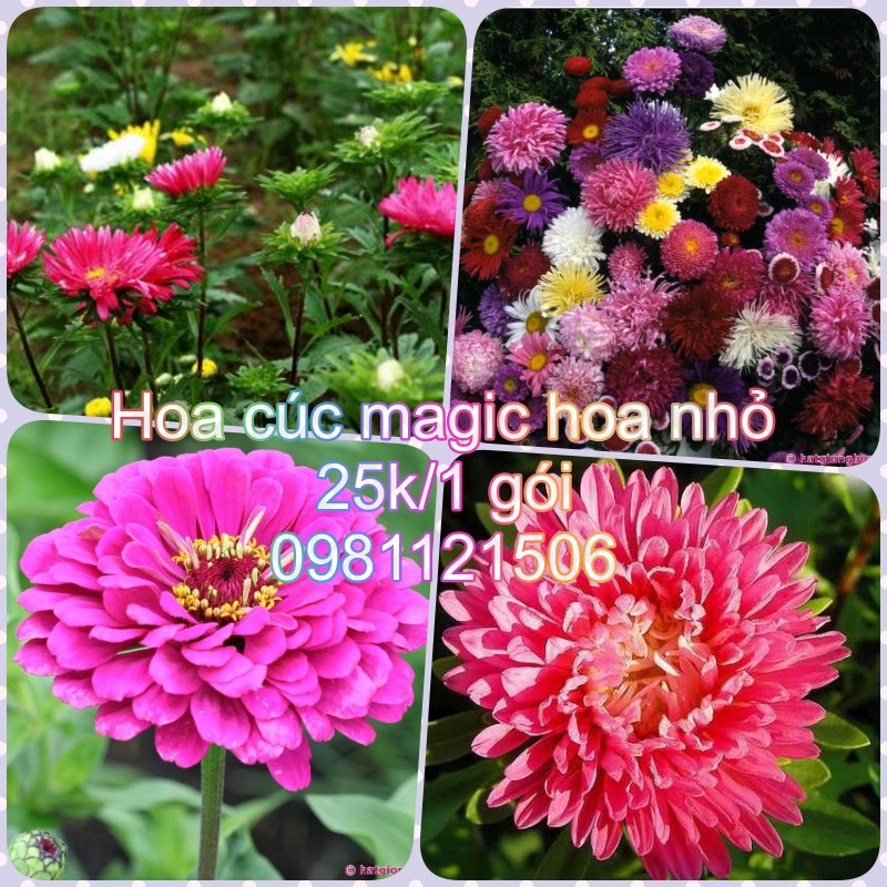 Hạt giống cúc magic hoa nhỏ. Combo 2 gói tặng 2 viên nén ươm hạt và kích mầm.