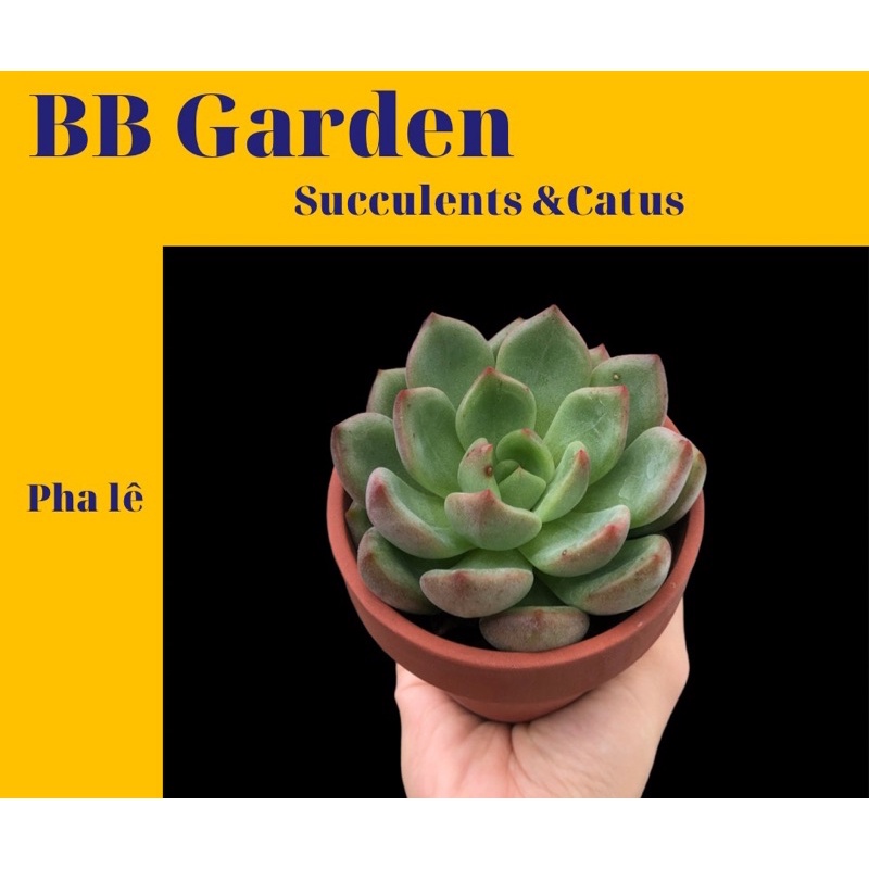 SEN ĐÁ PHA LÊ CHẬU THUẦN 8cm