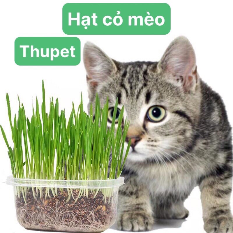 Hạt trồng cỏ mèo(hộp)