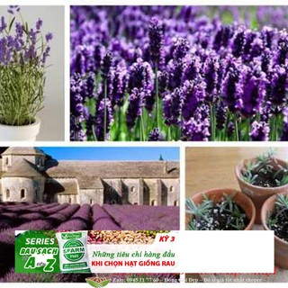 Hạt Giống Hoa Oải Hương 4 mùa/Lavender (30 hạt) ĐẾN MÙA TRỒNG TẾT