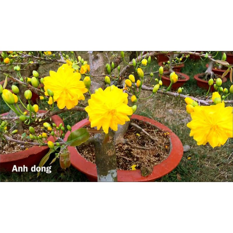 Mai Vàng Đại Lộc