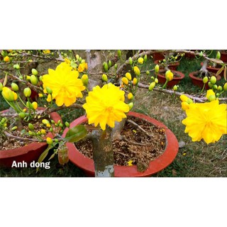 Mai Vàng Đại Lộc