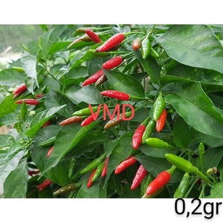 Hạt giống Ớt Xiêm Rừng