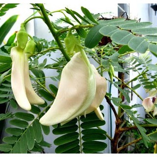 Hạt Giống Bông So Đũa (2g)