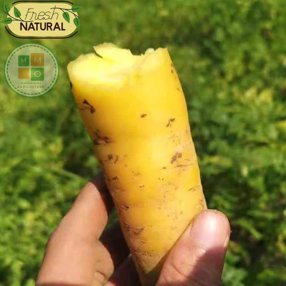 Hạt giống cà rốt vàng Hàn Quốc