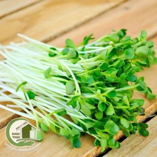 Hạt giống rau cải mầm