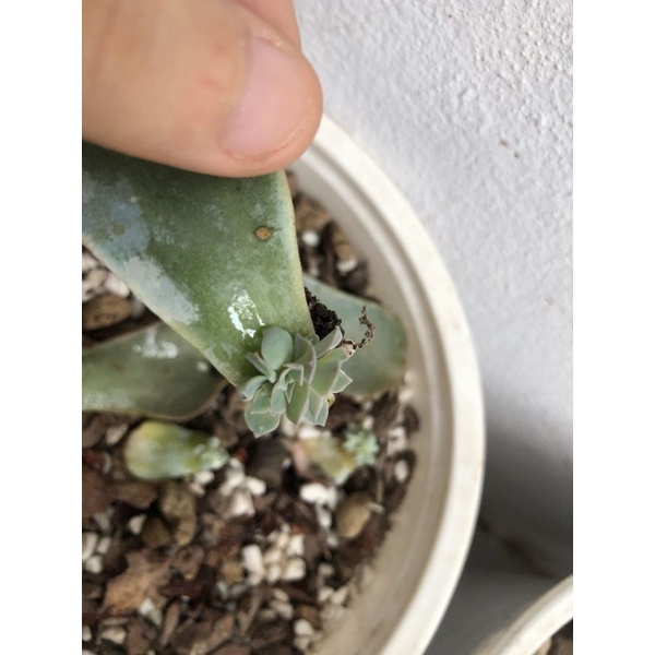 Mầm sen đá hồng phấn