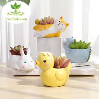 Chậu vịt đẹt trang trí