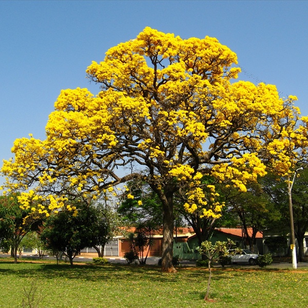 Cây Chuông Vàng - cây hoàng yến - caykiengsadec