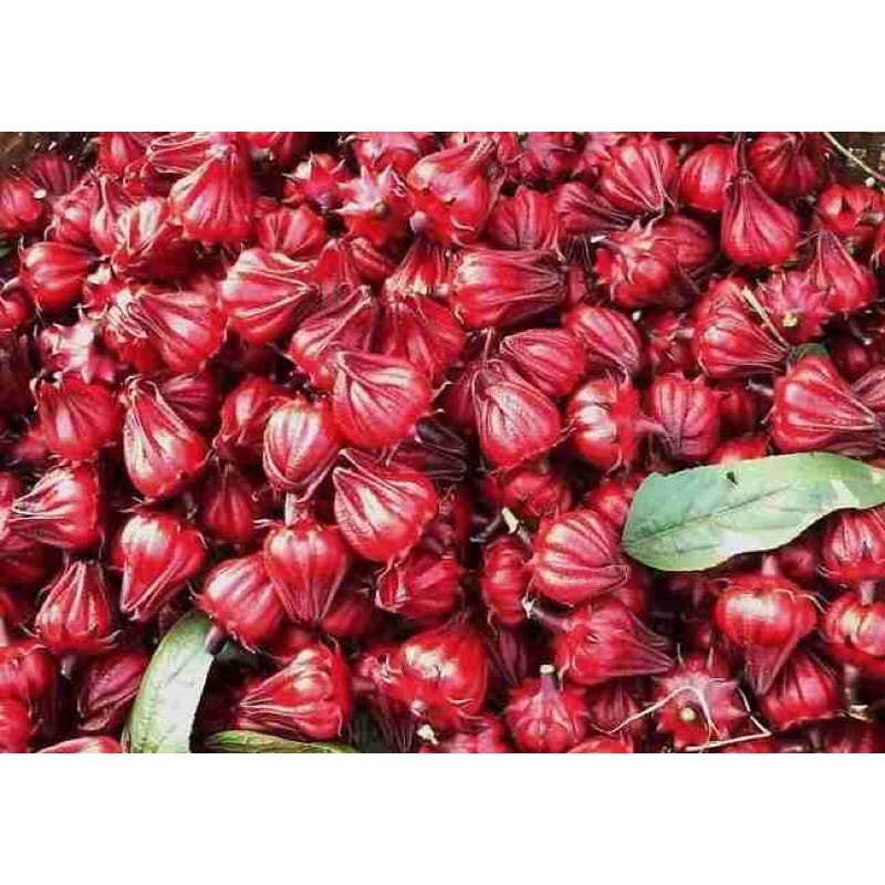 100 hạt giống cây atiso đỏ( hạt để trong túi zip - hạt mới dể nảy mầm)