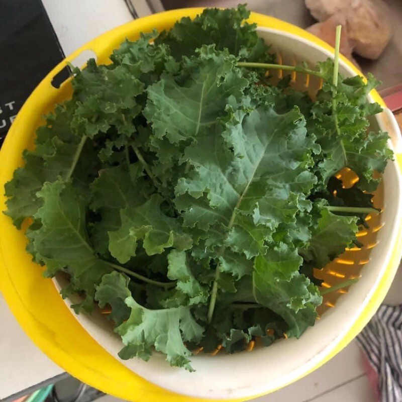 Cây giống cải kale