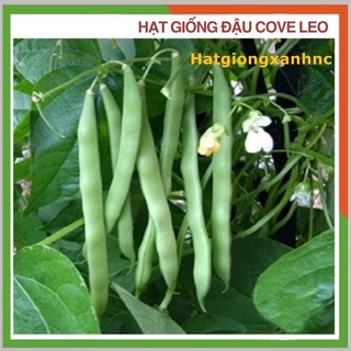 Hạt giống đậu cove leo-gói 20gr-Tỷ lệ này mầm rất cao, Rau củ quả trồng ban công sân thượng