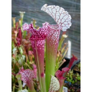 Hạt giống cây hố bẫy