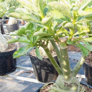 Sứ Thái ghép nhiều màu