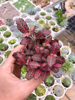 Cây cẩm nhung . Cây may mắn