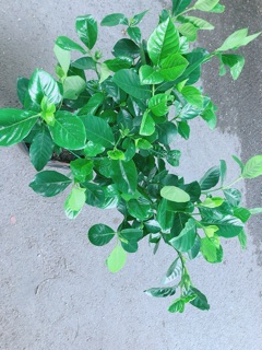 Chậu Cây Dành Dành (chỉ giao hoả tốc) (Bạch Thiên Hương)
