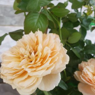 Hoa hồng bụi Masora