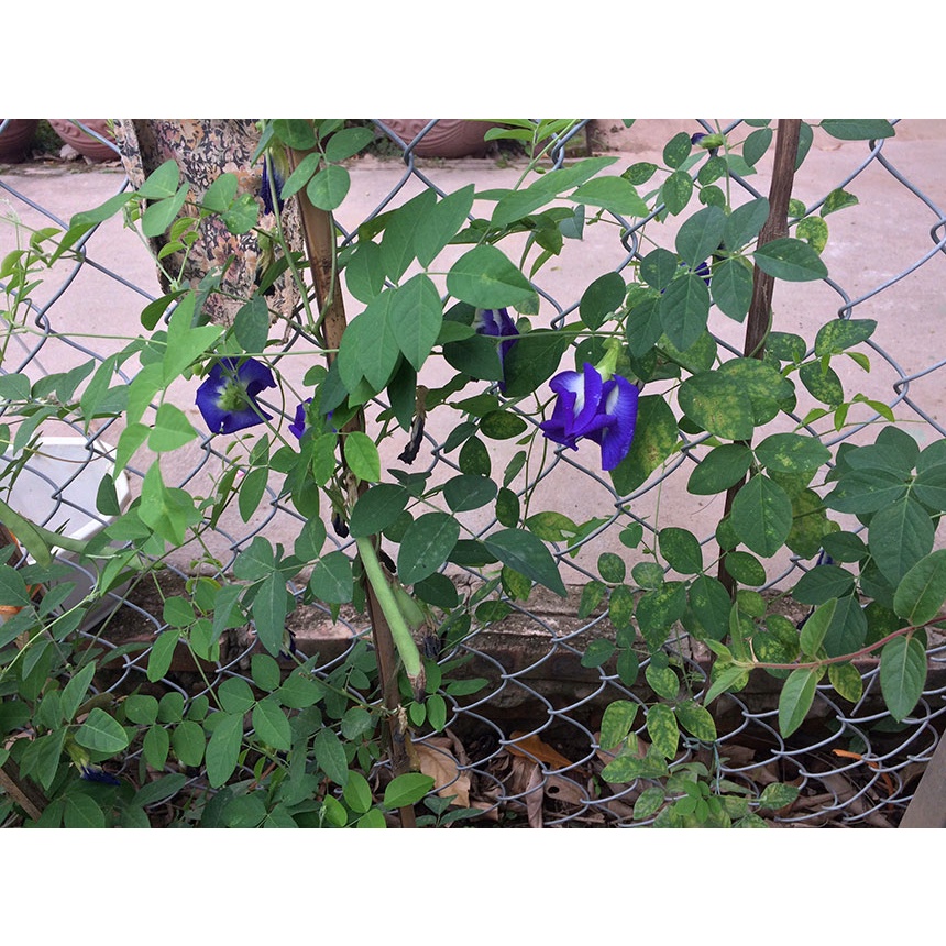 Hạt giống Hoa Đậu Biếc Dễ Chăm Sóc, Hoa Nở Liên Tục, Trồng Được Quanh Năm tặng kích mầm + hướng dương lùn