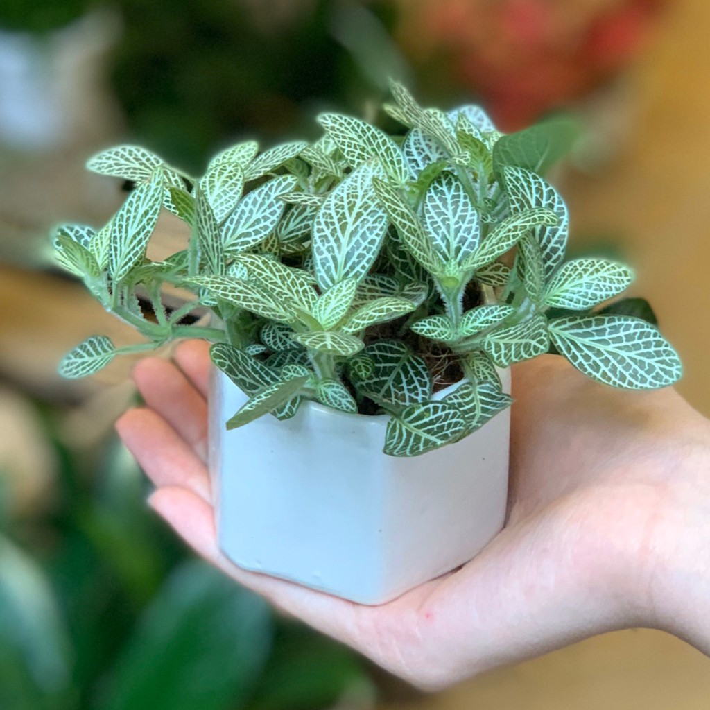 (HOT) Cây cẩm nhung Fittonia, lá may mắn - D08 x R08 x C12 cm - Nhiều mầu sắc - Cây mini để bàn - S12