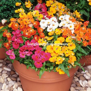 Hạt giống hoa mây mix