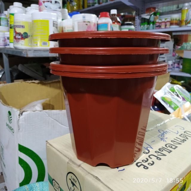 Chậu nhựa trồng ươm cây E230  màu nâu hàng loại 1 dày đẹp