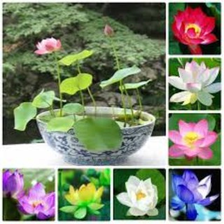 hạt giống hoa sen nhật mini gói 10 hạt