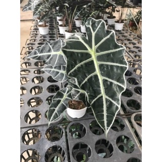 < GIÁ RẺ NHẤT> Cây Môn Alocasia Amazonica sz lớn