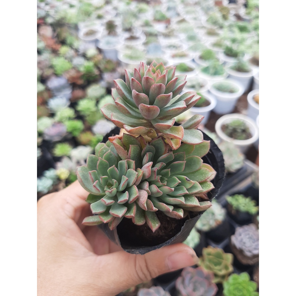 SEN ĐÁ ÁNH DƯƠNG🌵SIZE6CM🌵 💎 |FREESHIP| 🔥 XUẤT XỨ ĐÀ LẠT, ĐÃ THUẦN KHÍ HẬU, SIÊU KHOẺ ĐẸP 🔥LỖI 1 ĐỔI 1