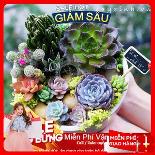 Hạt Giống Sen Đá Mix - 10 Hạt / Gói ( Hàng Loại 1 )