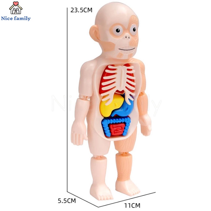 Đồ Chơi Cơ Thể Người 3D Lắp Ráp DIY Hỗ Trợ Dạy Học Y Tế Cho Bé Qy0u