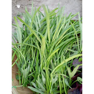 Hạt Giống Rau Muống Lá Tre RADO 12 Dễ Trồng, Năng Suất Cao 50gr, tỷ lệ nảy mầm >95%