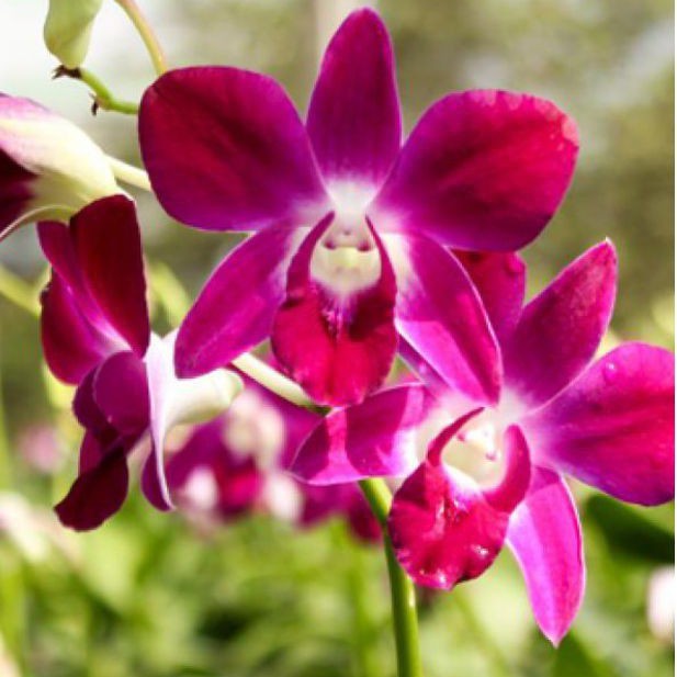 Lan Dendro Sonia hoa nở tết