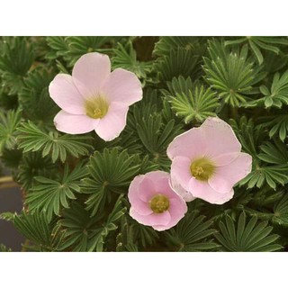 Oxalis Palmifron, oxalis lá cọ, set 5 củ